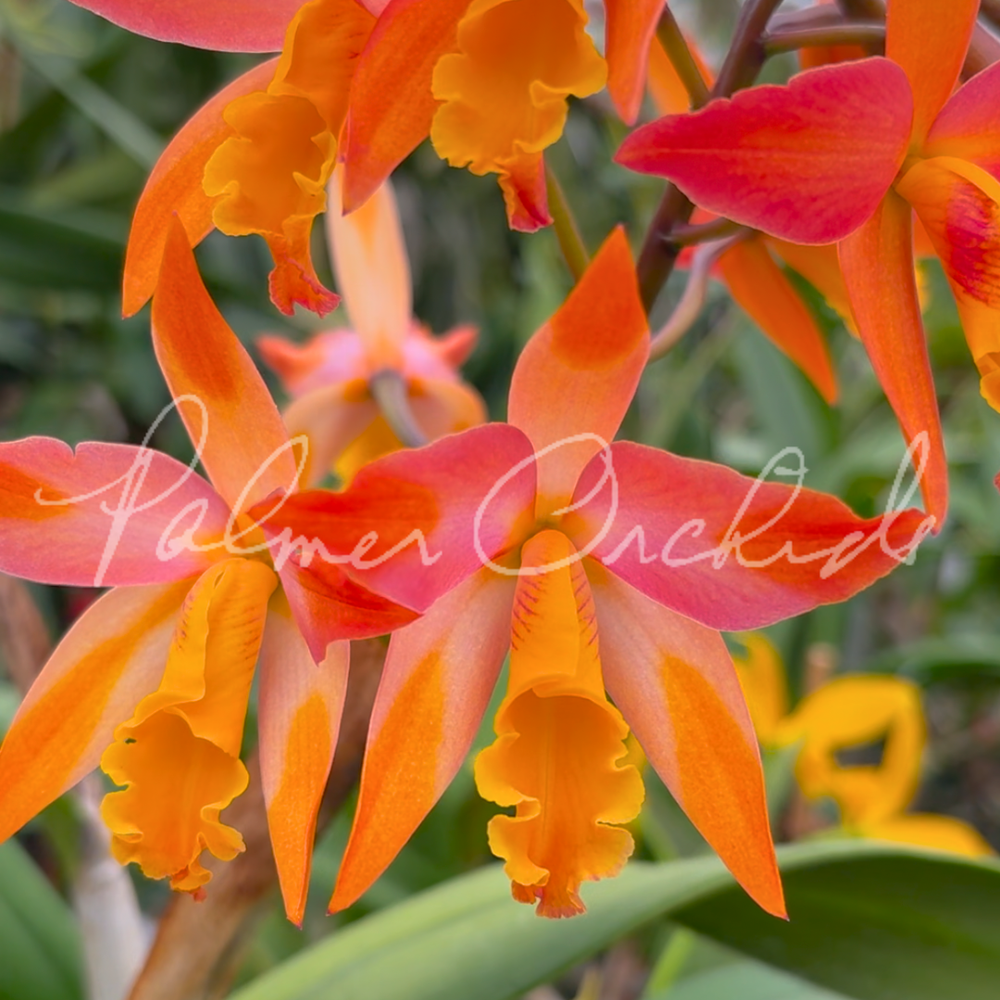 Ctt.+Candy+Corn+1.png?format=1000w